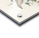 Amblyornis Inornatus 1873 Acrylic print