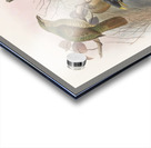 Ptilorhynchus violaceus 1873 Acrylic print