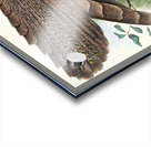 Argus Grayi. 1872 Acrylic print