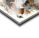 Calophasis Ellioti. 1872 Acrylic print