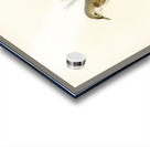 Red warbler Acrocephalus streperus Acrylic print