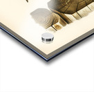 Picus canus ♂ Acrylic print