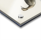 Anser albifrons Acrylic print