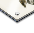 Eurasian wigeon female Anasmereca penelope Acrylic print