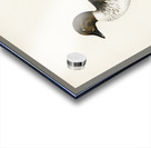 Goldeneye male Bucephala clangula Acrylic print