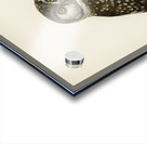 Boreal Owl Tengmalm&39s Owl Aegolius funereus Acrylic print