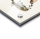 common linnet Acanthis linaria Acrylic print