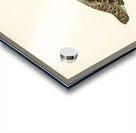 Grey partridge Perdix perdix Acrylic print