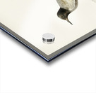 HYDROCHELIDON NIGRA Acrylic print