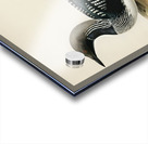 Black-throated loon Colymbus Arcticus Acrylic print