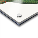 Red-spectacled amazon  Acrylic print