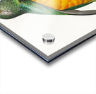 Senegal parrot  Acrylic print