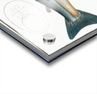 Salmon Salmo Salar Acrylic print