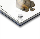 1. Chaetodon Plümieri 2. Chaetodon ocellatus Acrylic print