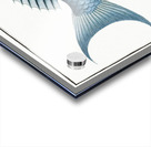 Bleu-Fish Coryphaena coerulea Acrylic print