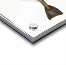 Whiting Gadus Merlangus Acrylic print