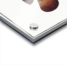 Ongoe Holocentrus ongus Acrylic print