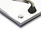 Sucking-Fish Echeneis Neucrates Acrylic print