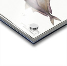 1. Ribban-Fish Eques americanus 2. Kleins Mackrel Scomber Kleinii Acrylic print