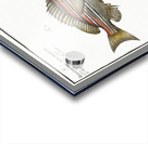 1. Lutjanus Hasta 2. Holocentrus bengalensis Acrylic print