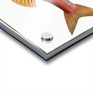 Striped Surmulet Mullus Surmuletus Acrylic print