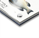 1. Silver-Perch Perca argentata 2. Japanese Perch Perca Japonica Acrylic print