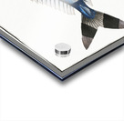 Pilote-Fish Scomber Ductor Acrylic print