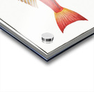 Streaked Gurnard Trigla lineata Acrylic print