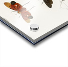 Collection of moths Acrylic print