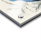 Square-tailed drongo Edoius caerulescens Acrylic print