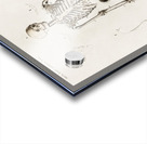 Different types of beetles Acrylic print