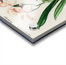 Lelia cattleioides Acrylic print