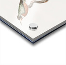 Yellow-billed jacamar Acrylic print