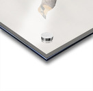 Russet-throated puffbird  Acrylic print