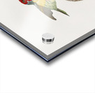 Giant mantis shrimp Squilla Maculata Acrylic print