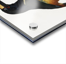 Old red belt aracari  Acrylic print