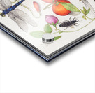 Nature ensemble in vintage style Acrylic print