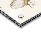 Pygmy owl in vintage style Acrylic print