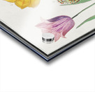 Tulip in vintage style Acrylic print