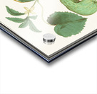 Cucumber in vintage style Acrylic print