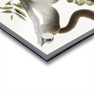 Orange-bellied Squirrel Sciurus sub-auratus  Acrylic print