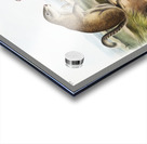 Marmot Squirrel Spermophilus Franklinii  Acrylic print