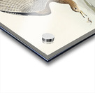 Bartram Sandpiper Acrylic print