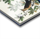 Boat-tailed Grackle Acrylic print