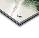 Hudsonian Curlew Acrylic print