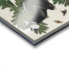 Night Hawk Acrylic print