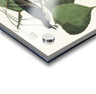 Tyrant Fly-catcher Acrylic print