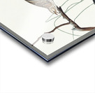 Savannah Finch Acrylic print