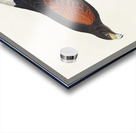 Louisiana Hawk Acrylic print