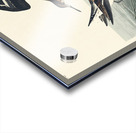 Hyperborean phalarope Acrylic print